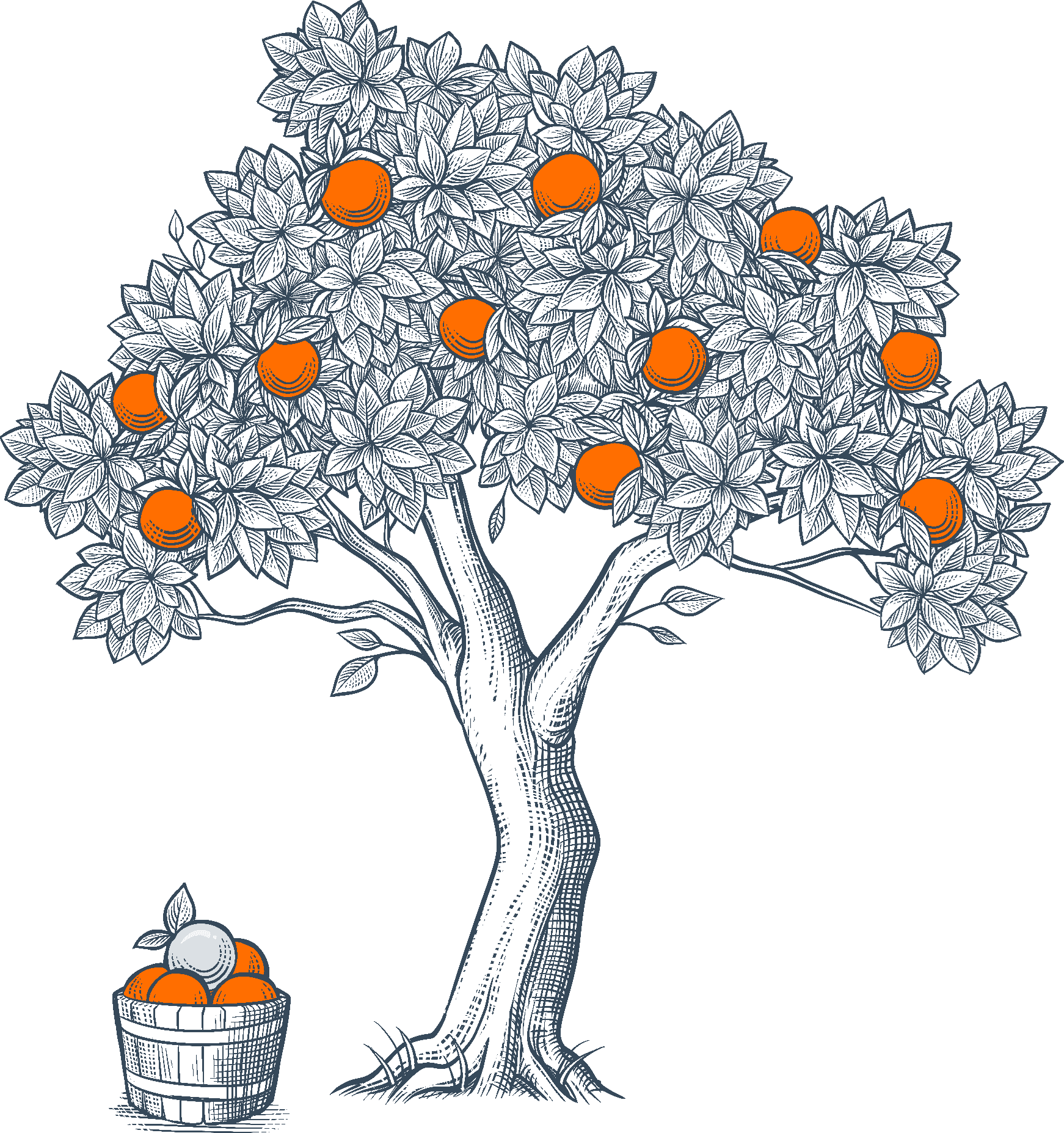 A basket of oranges next to an orange tree